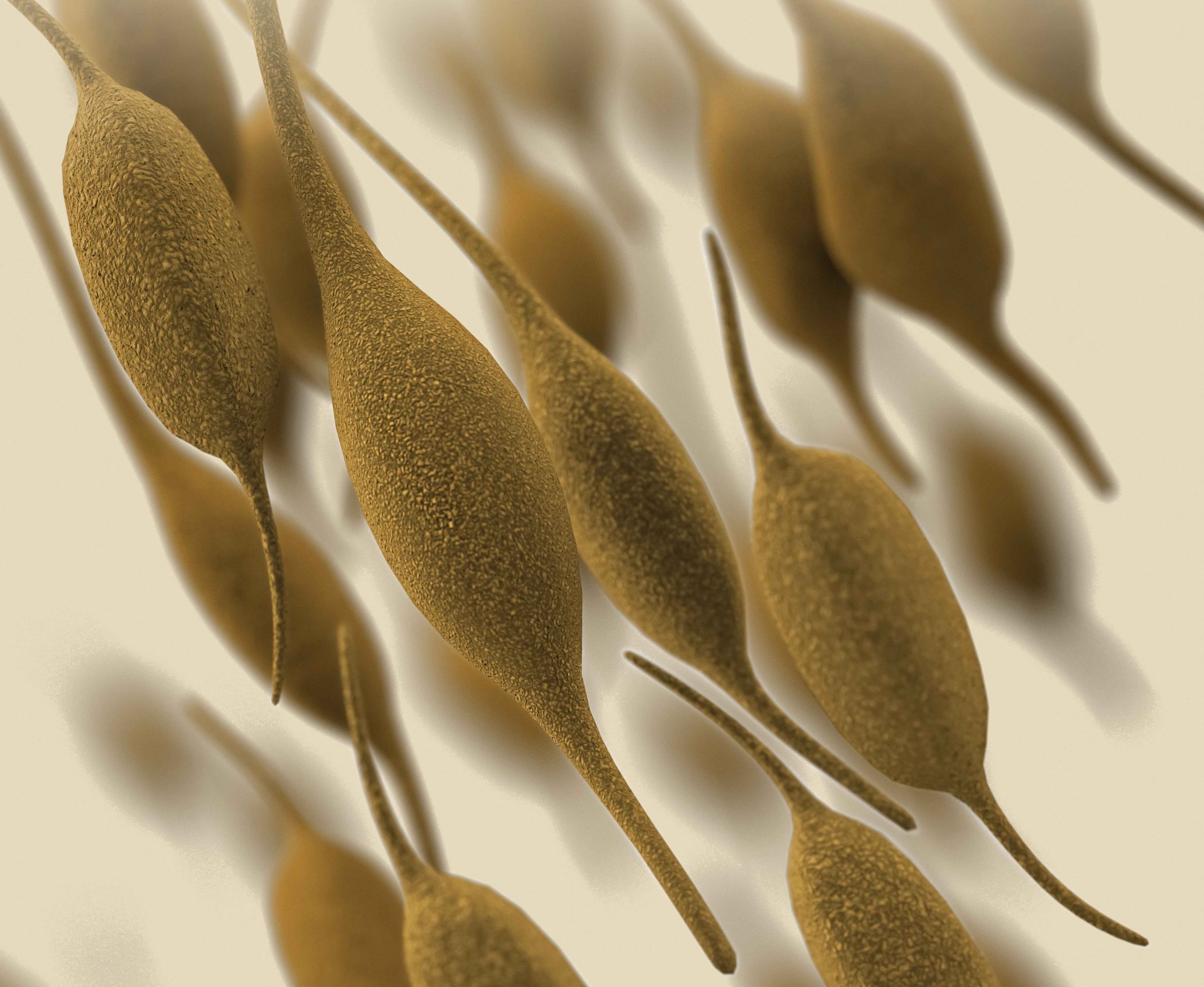 How to Eliminate Mycoplasma? Prevention and Solutions for Mycoplasma Contamination in Cell Culture