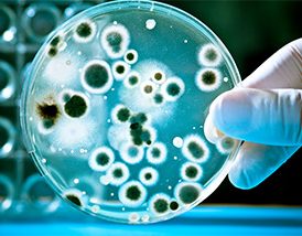 What to Do If a Mold Incubator Shows Growth in a Blank Control?