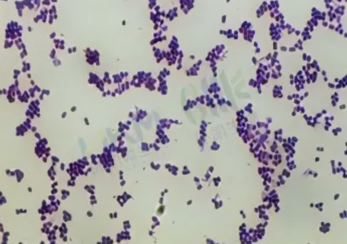 Can Gram Staining Reagents Be Stored in a Refrigerator?